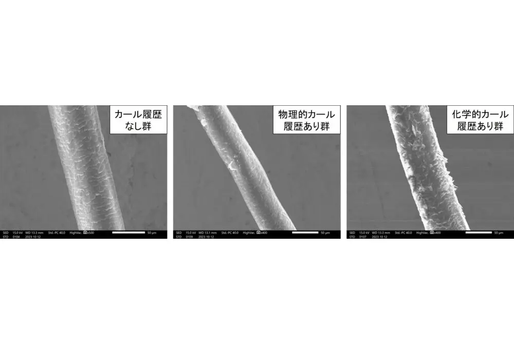 美容習慣によってまつ毛の表面にダメージ。（出典／コーセー、ミルボン）