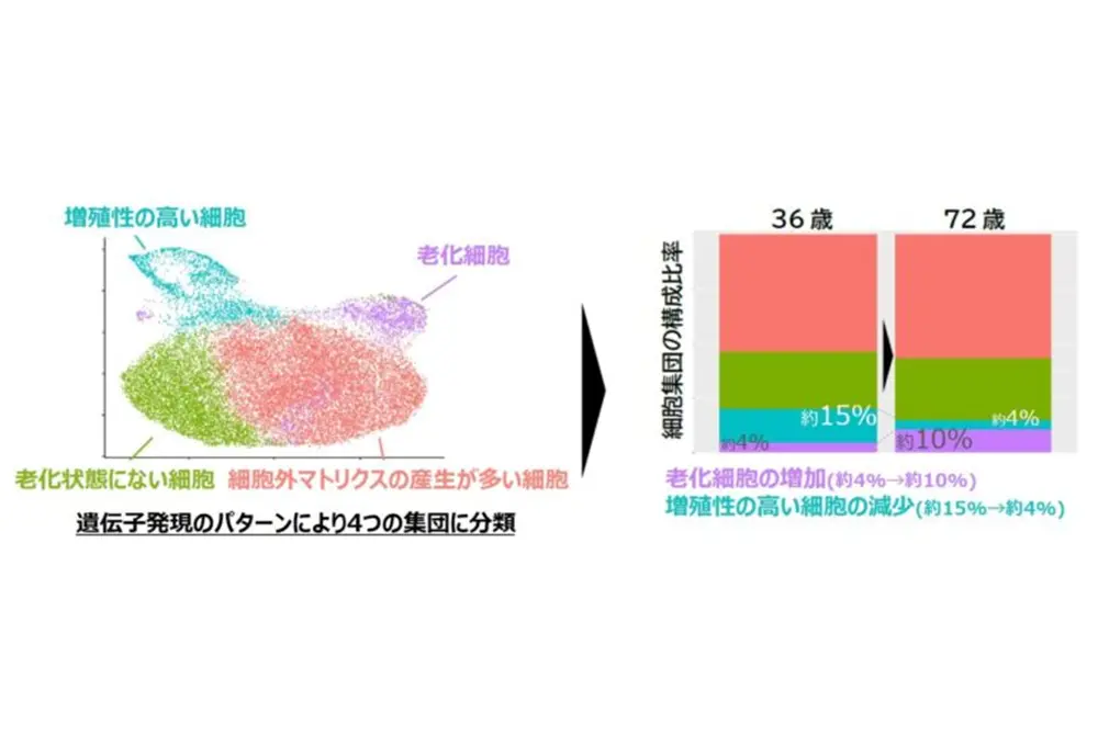 年齢とともに細胞の集団に認められるパターンに変化が見られた。（出典／コーセー）