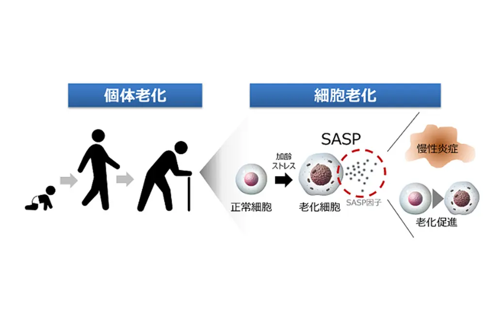 SASPが悪さをする。（出典／大正製薬）