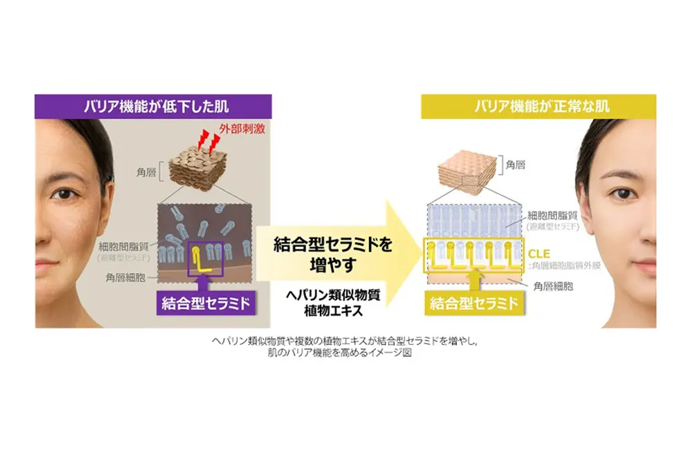 肌の結合型セラミドに注目。（出典／大正製薬）