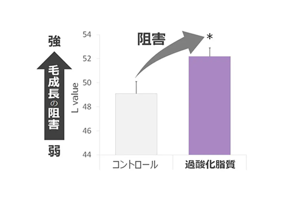 過酸化脂質の影響で毛髪の成長が阻害された。（出典／大正製薬）