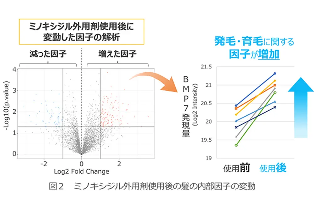 右のグラフのようにBMP7などの要素が増えていた。（写真／大正製薬）