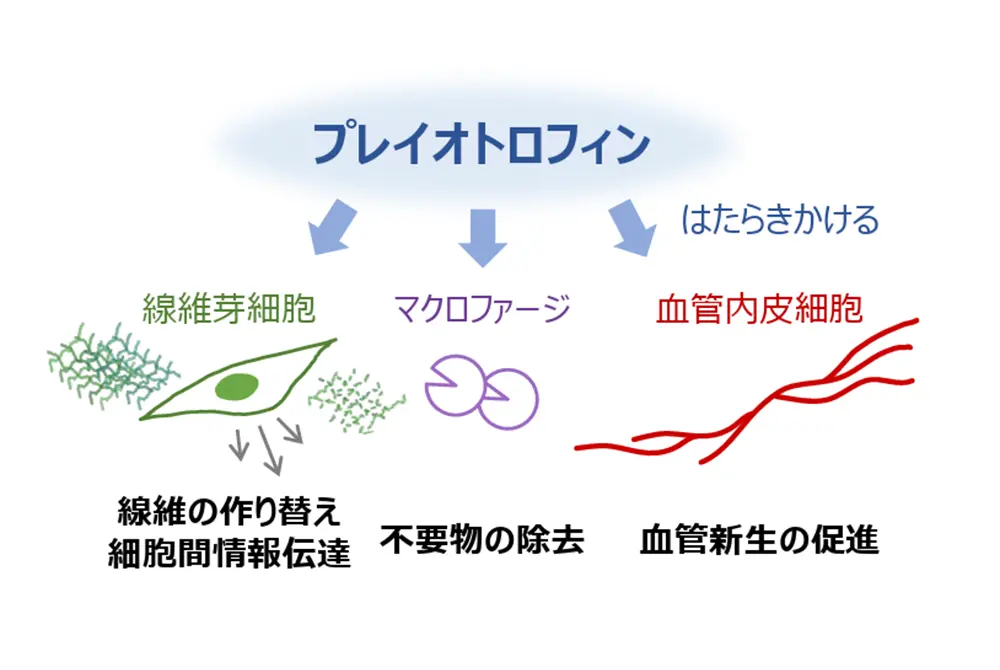 毛の根元の細胞から出るプレイオトロフィンが真皮の再生を促す。（出典／ポーラ化成工業）