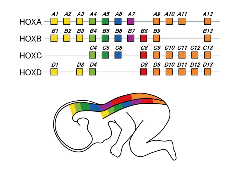 胎児期に身体の部位ごとにHOXAを含むHOX遺伝子の働きに差がある。（出典／藤田医科大学）