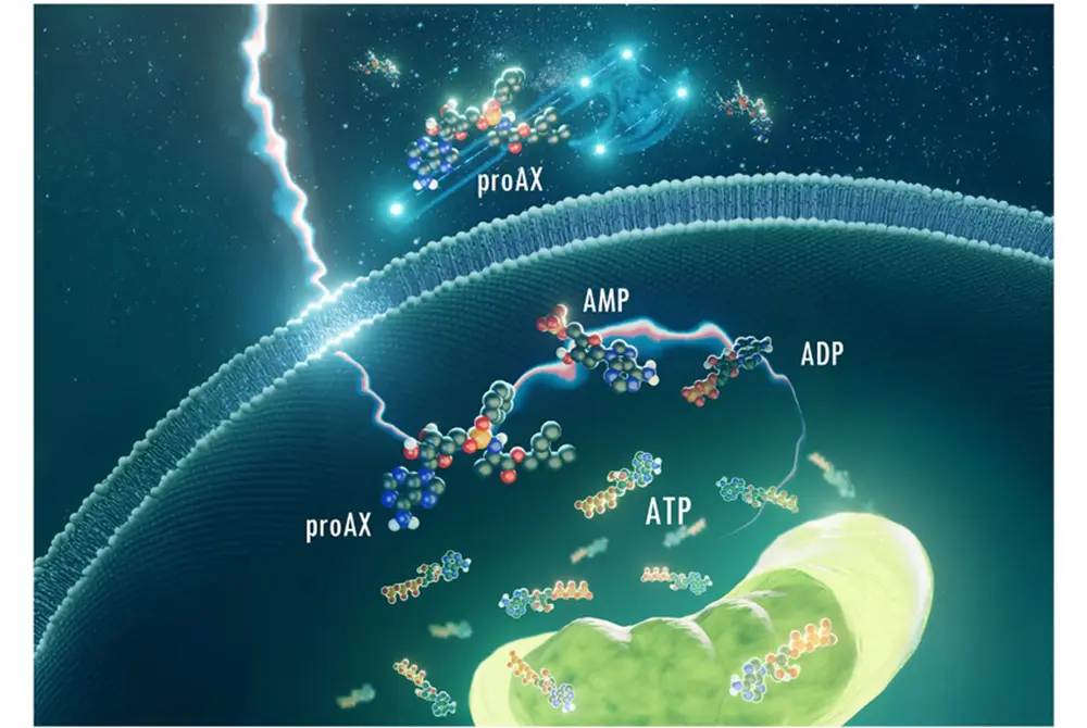 細胞の中にproAXを導いてATPの不足を補う。（出典／京都大学）