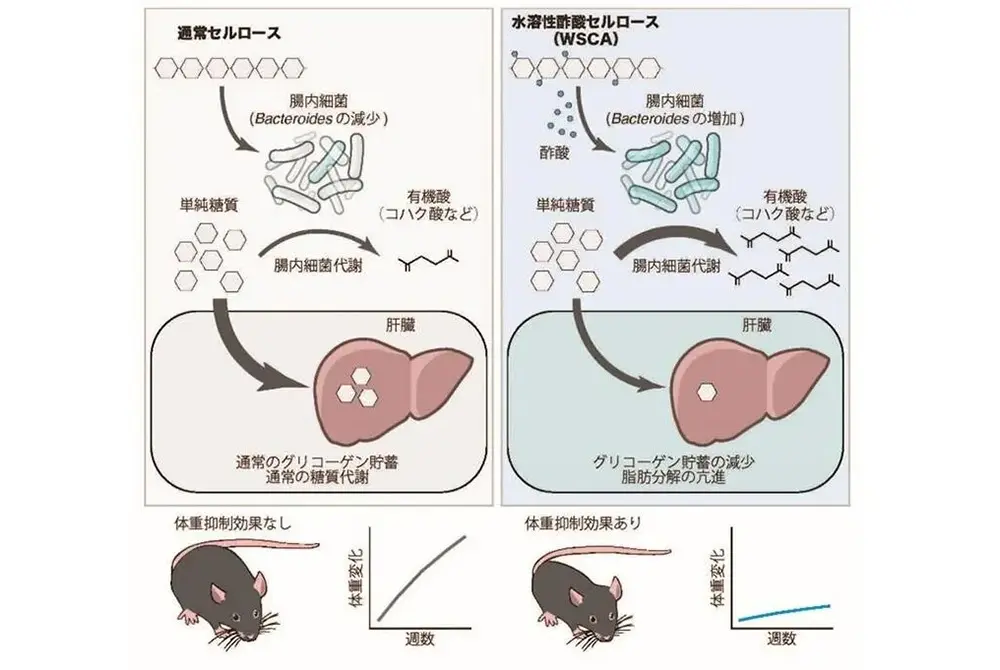 水溶性酢酸セルロールを使った実験では、体重増加を抑える効果などが確認された。（出典／ダイセル）
