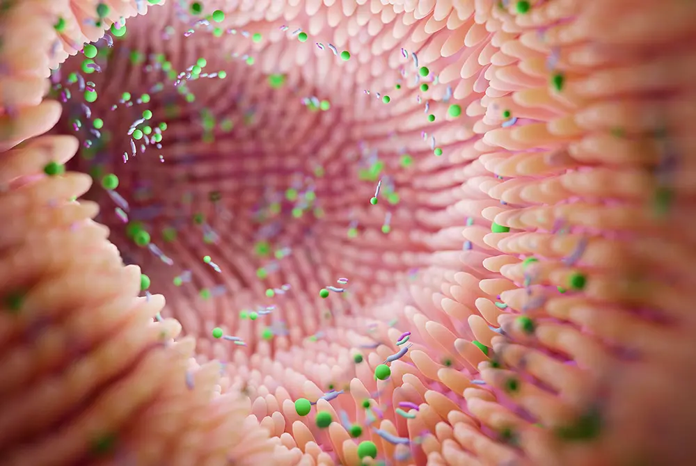 腸内環境を整える効果。画像はイメージ。（写真／Adobe Stock）