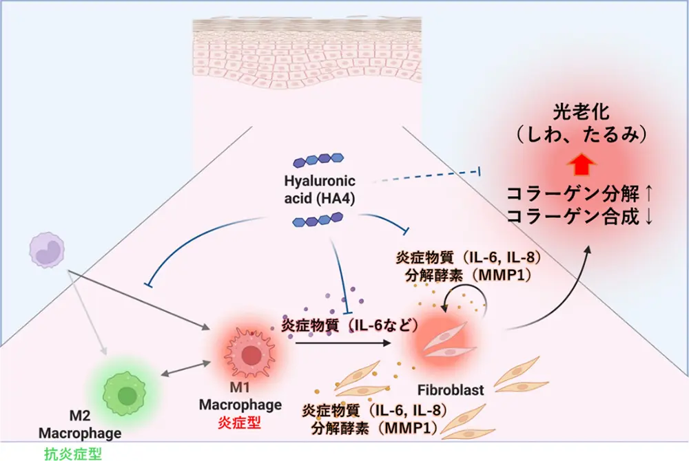 連鎖的な反応により光老化が発生する。（出典／ロート製薬）