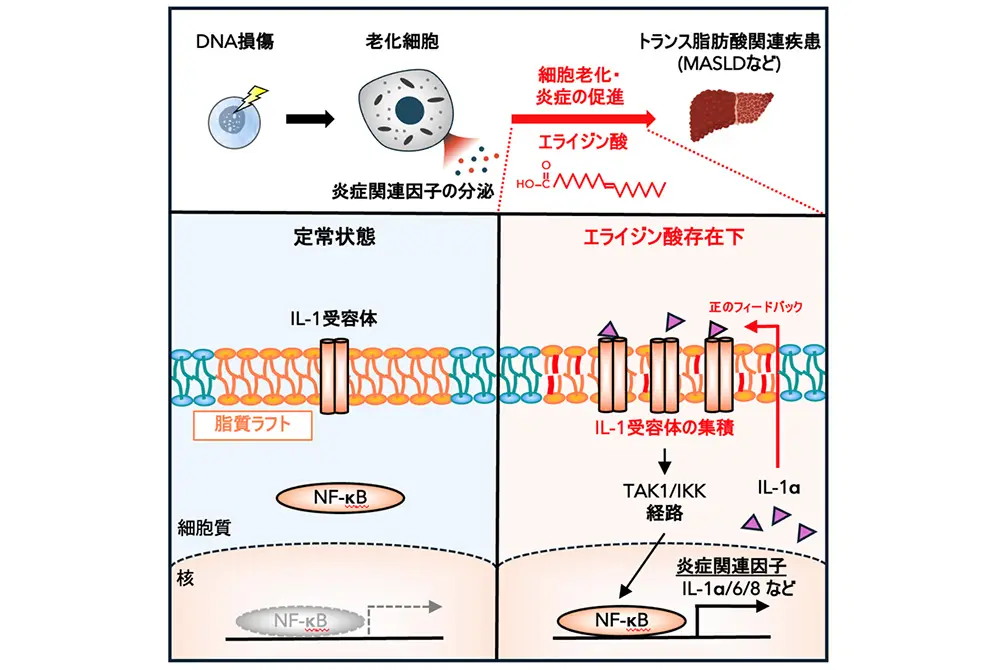 トランス脂肪酸が炎症を促すメカニズムを説明。脂質ラフトという場所にトランス脂肪酸が取り込まれて、炎症が進みやすくなる。（出典／東北大学）