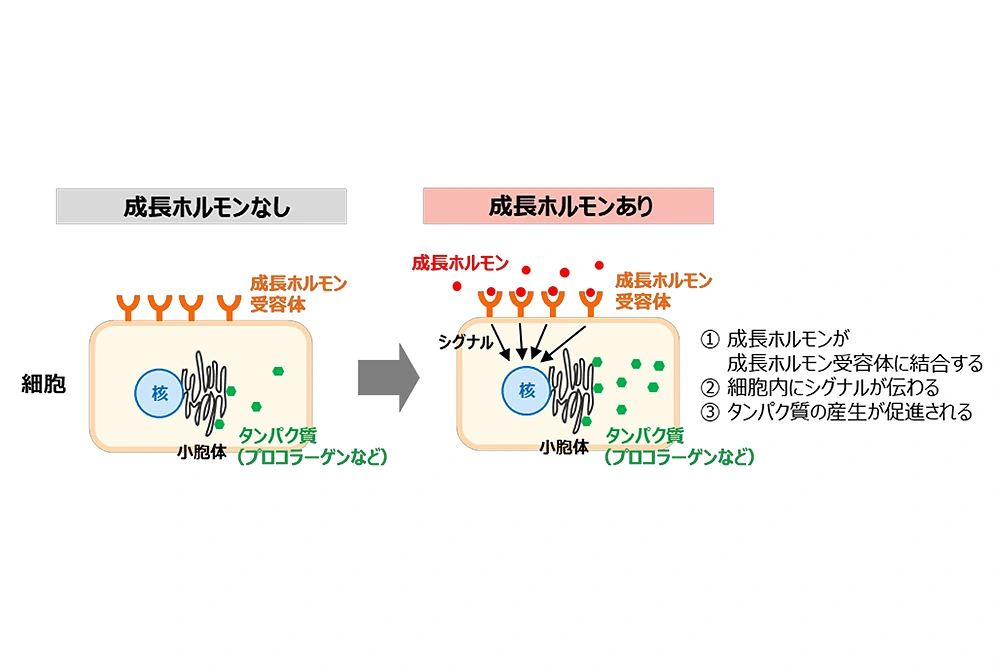 細胞の表面にある成長ホルモン受容体が、成長ホルモンの受け皿となって細胞内でのプロコラーゲンの生成につながる。（出典／ポーラ化成工業）
