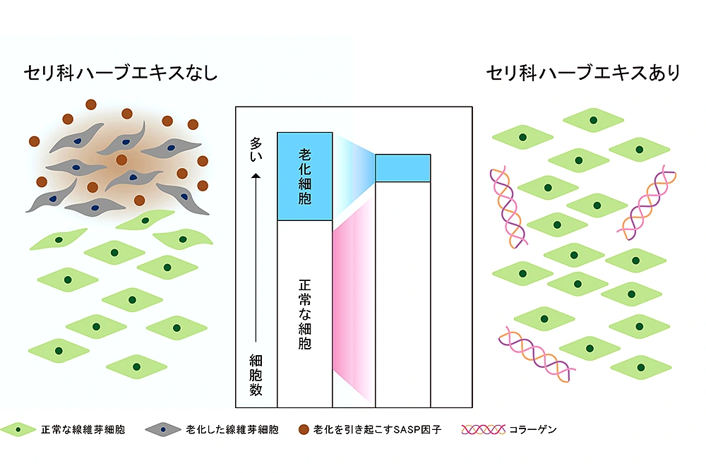 セリ科ハーブエキスの有無で、老化した線維芽細胞、正常な線維芽細胞、コラーゲンの変化を比較した模式図。