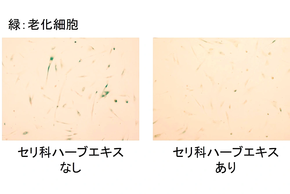 老化細胞を緑色で示した顕微鏡画像を、セリ科ハーブエキスなしとありで比較した写真。