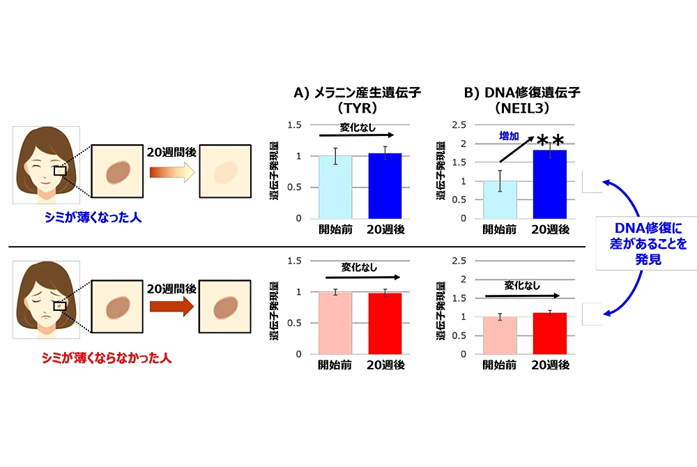 20週間でシミが薄くなった人では、メラニン産生遺伝子に変化はなく、DNA修復遺伝子の発現が増加したことを示す図。