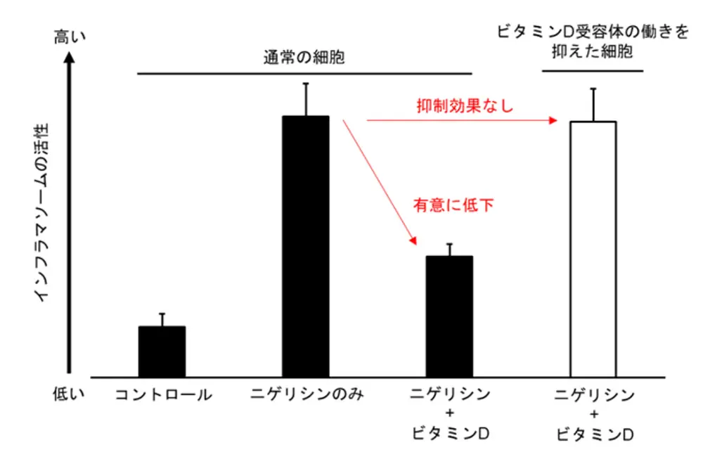 薬（ニゲリシン）だけだとインフラマソームの活性が高まるが、ビタミンDを添加すると活性が低下する。ビタミンD受容体の働きを抑えると、ビタミンDの影響が見られなくなる。（出典／DHC）