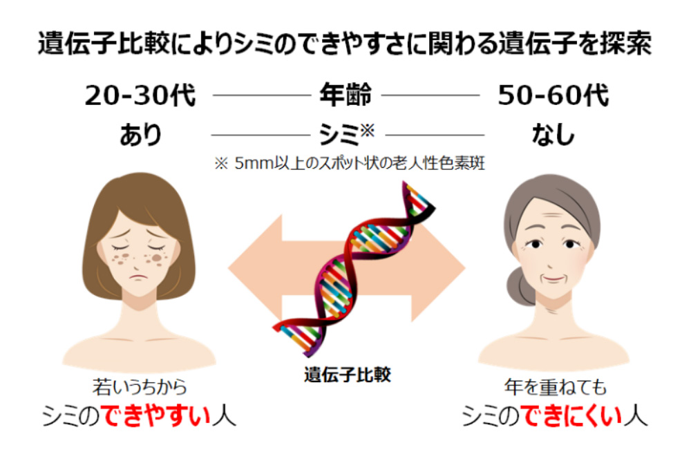 シミのできやすい人とできづらい人の遺伝子を比較。（出典／ポーラ化成工業）