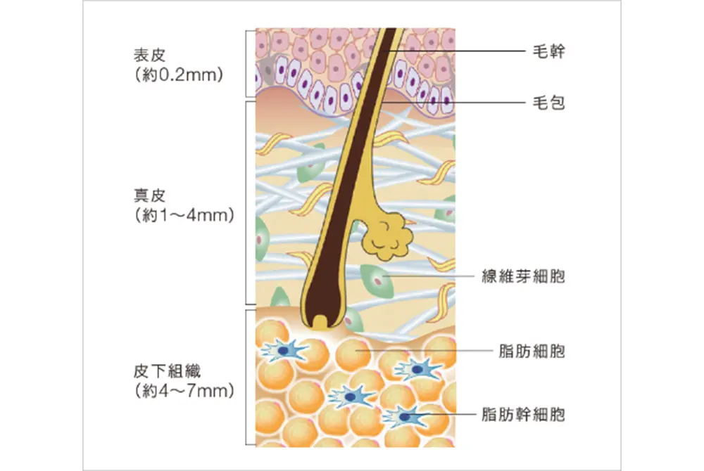 髪の成長にとって脂肪幹細胞は重要な役割を果たす。（出典／ロート製薬）