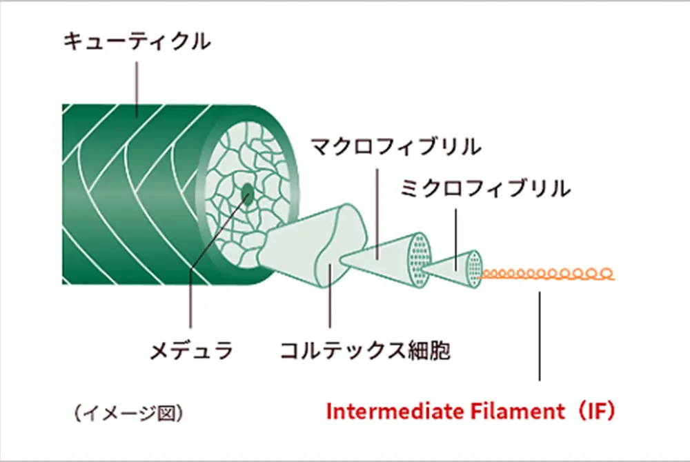 髪の内部の構造を解析。（出典／ロート製薬）