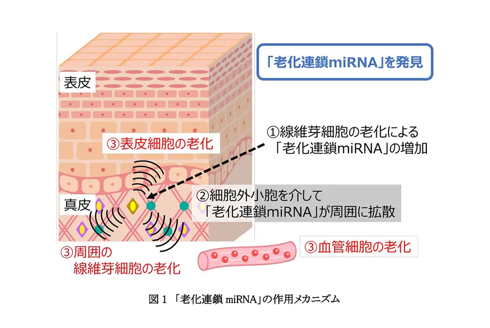miRNAの影響で老化が連鎖する。（出典／コーセー）
