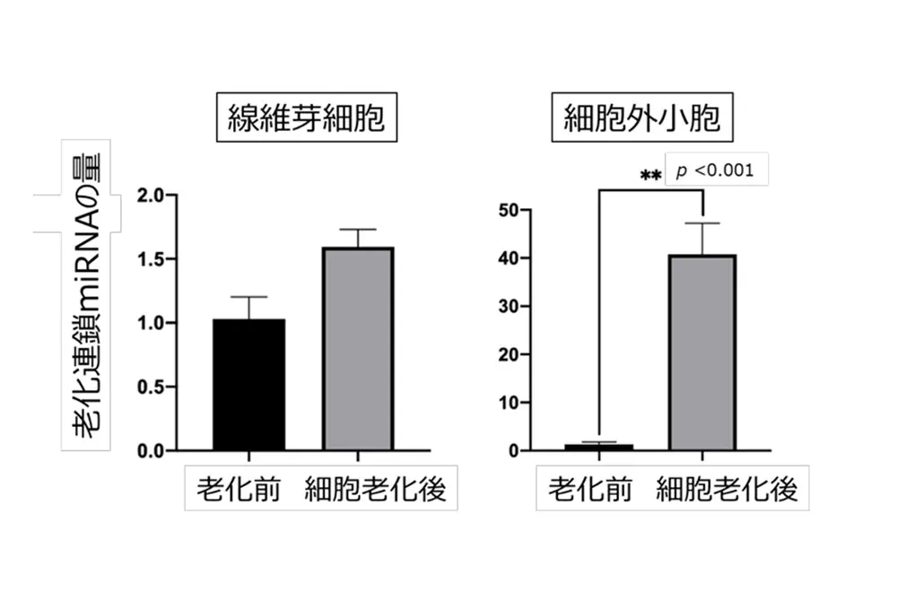 細胞外小胞の中で老化連鎖miRNAが大幅に増加。（出典／コーセー）