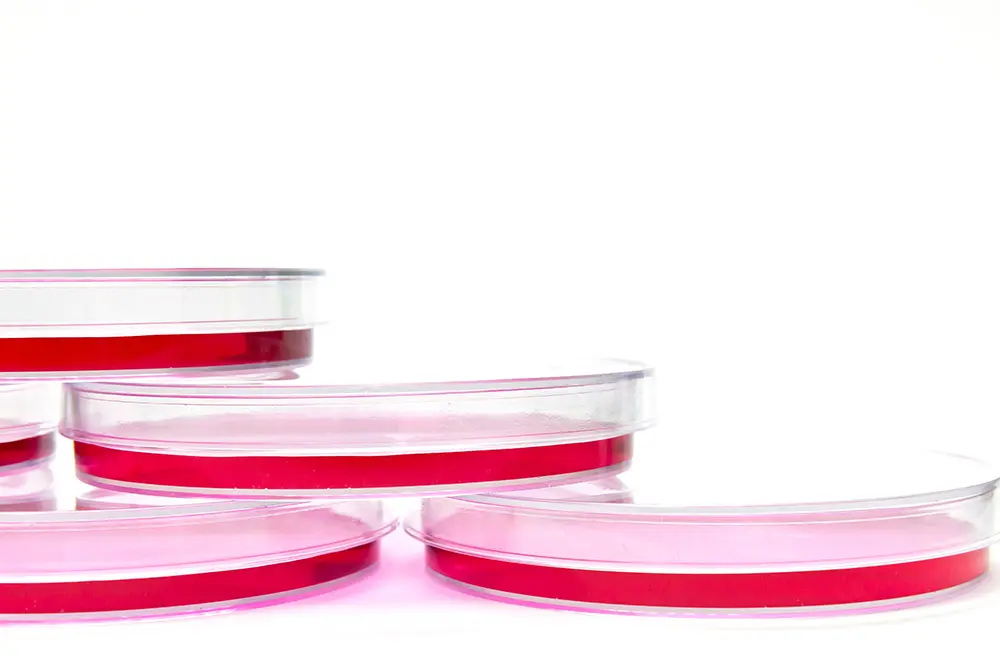 幹細胞の利用は慎重な検討が必要。写真はイメージ。（写真／Adobe Stock）