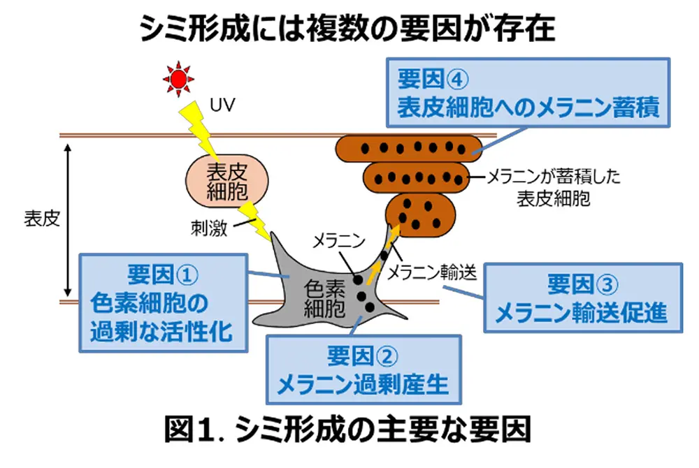 シミの要因を分析する技術を開発。（出典／ポーラ化成工業）
