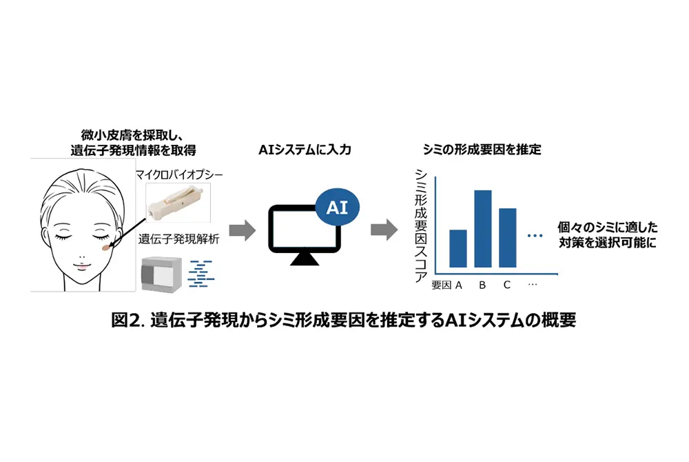 AIを用いた分析。（出典／ポーラ化成工業）