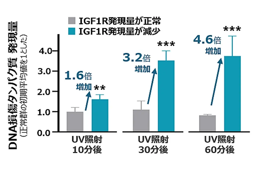 IGFR発現量が減少した表皮細胞はUV照射直後からDNA損傷が増え続ける。(出典/ポーラ化成工業)