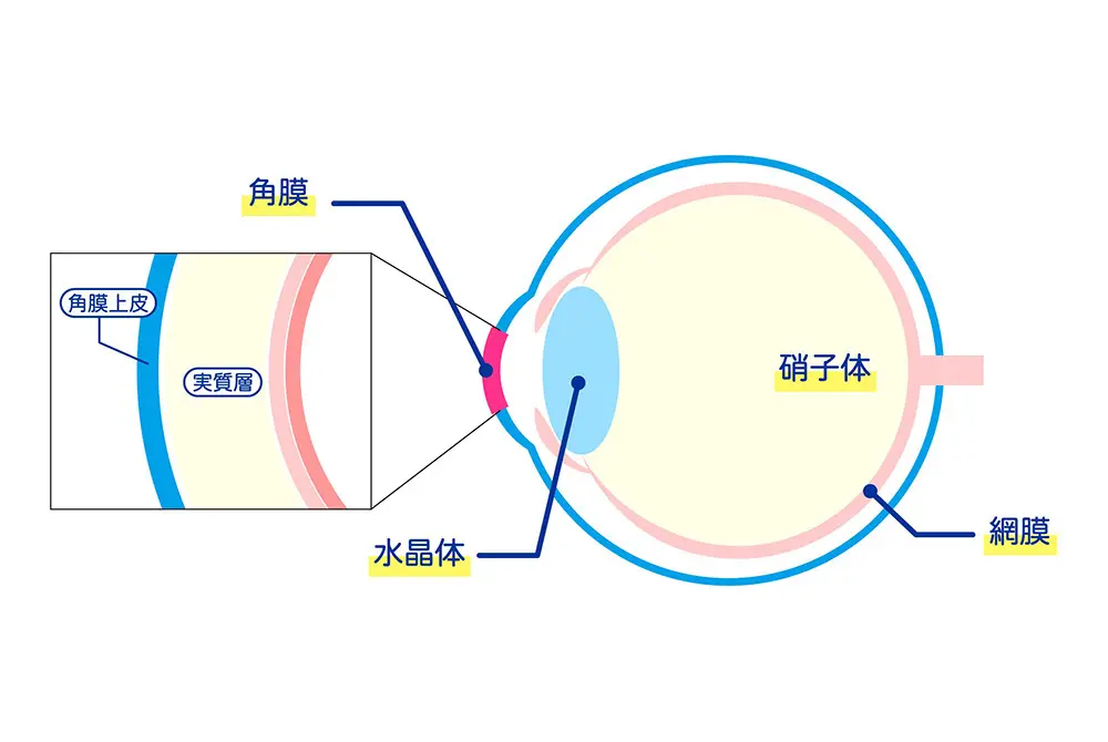 角膜は目の前面にある透明な膜。画像はイメージ。(写真/Adobe Stock)
