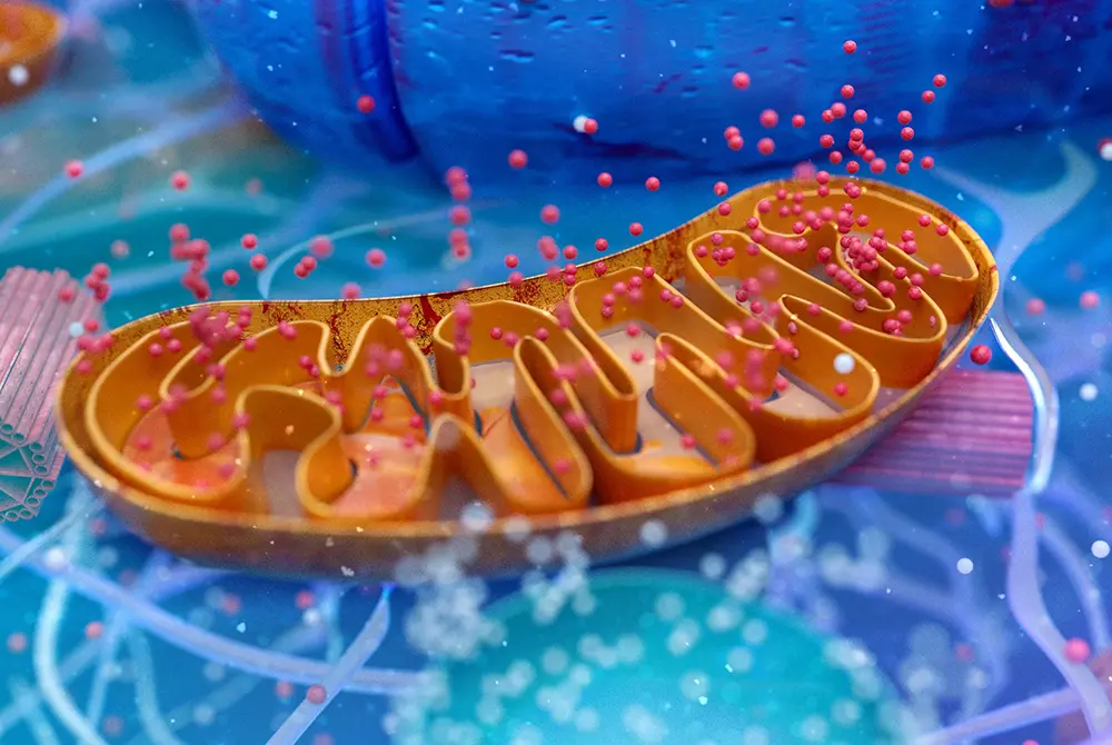 細胞の中にあるミトコンドリア。画像はイメージ。(写真/Adobe Stock)