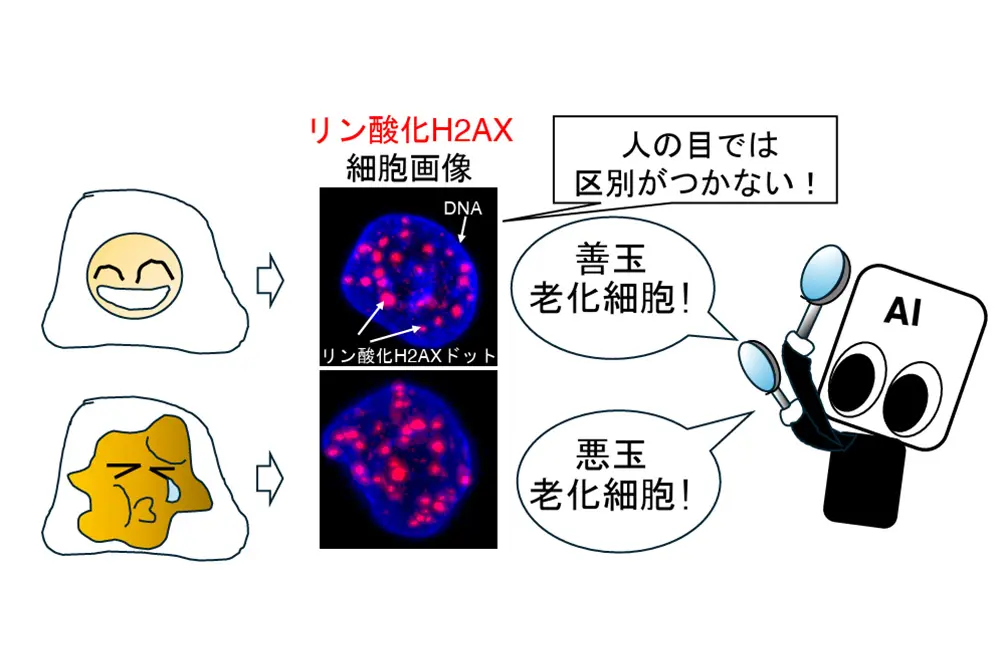 AIにより老化細胞の善玉、悪玉を見分ける。（出典／京都大学生命科学研究科井倉研究室）
