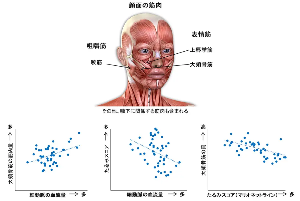 血流量低下が大頬骨筋に及ぼす影響と、たるみとの関係を示した図