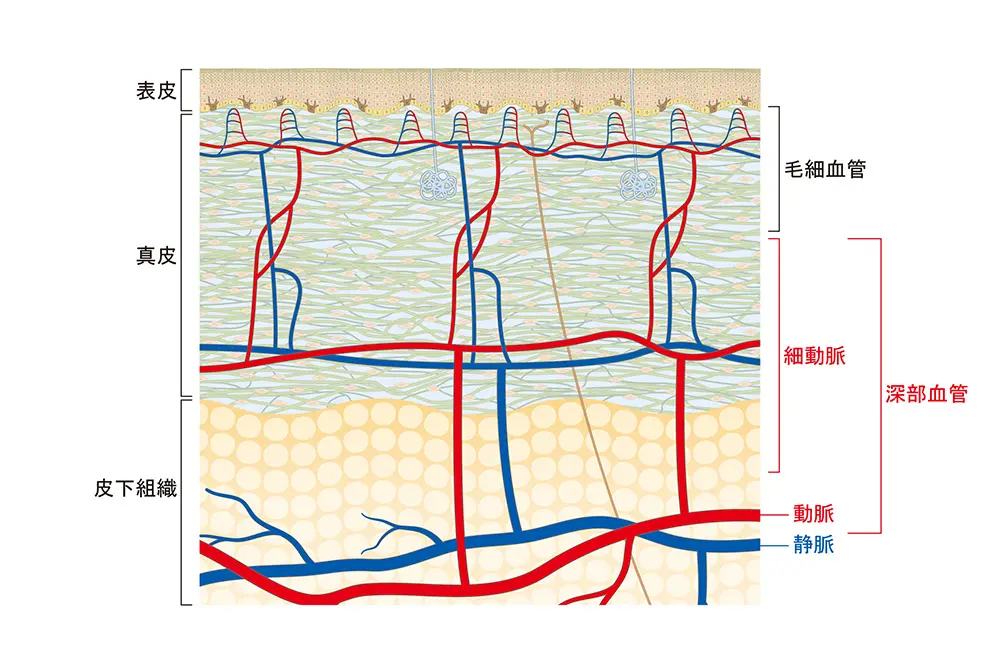 皮膚の表面から深部血管や筋肉までの構造を示した肌断面図
