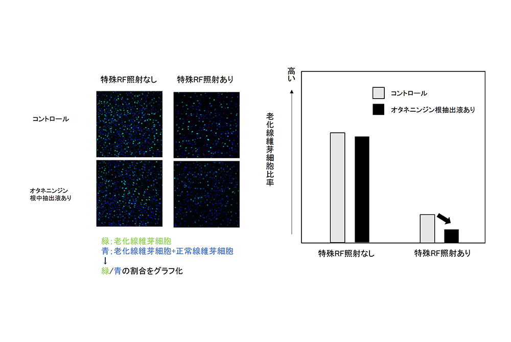 RFにより老化線維芽細胞が減る。緑の点で示されているがそれが減っている（出典／資生堂）