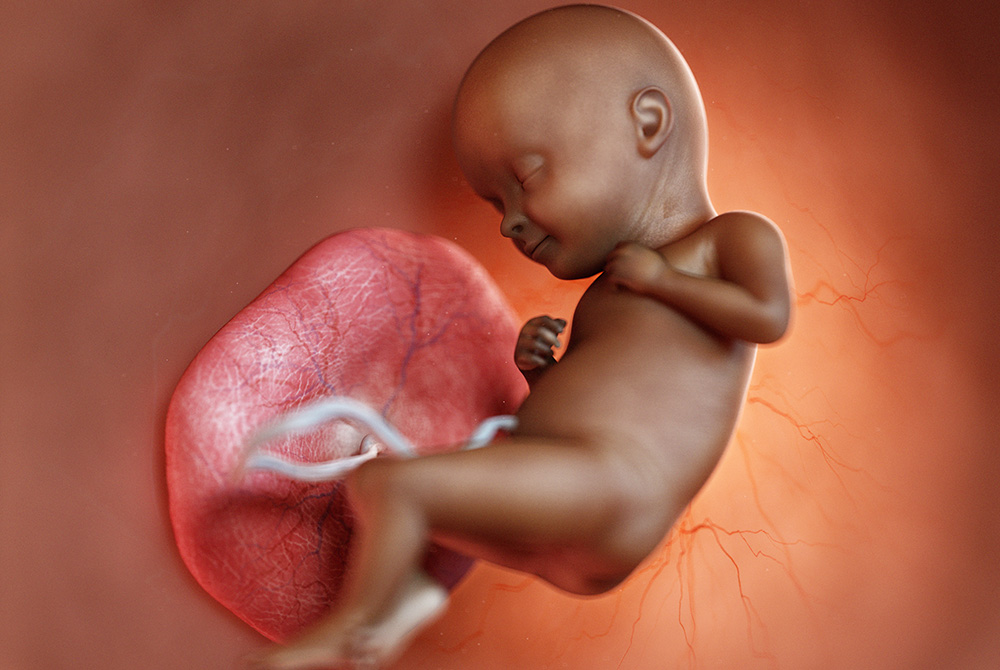 胎盤は子宮の中で赤ちゃんと母親をつないでいる。写真はイメージ。（写真／Adobe Stock）