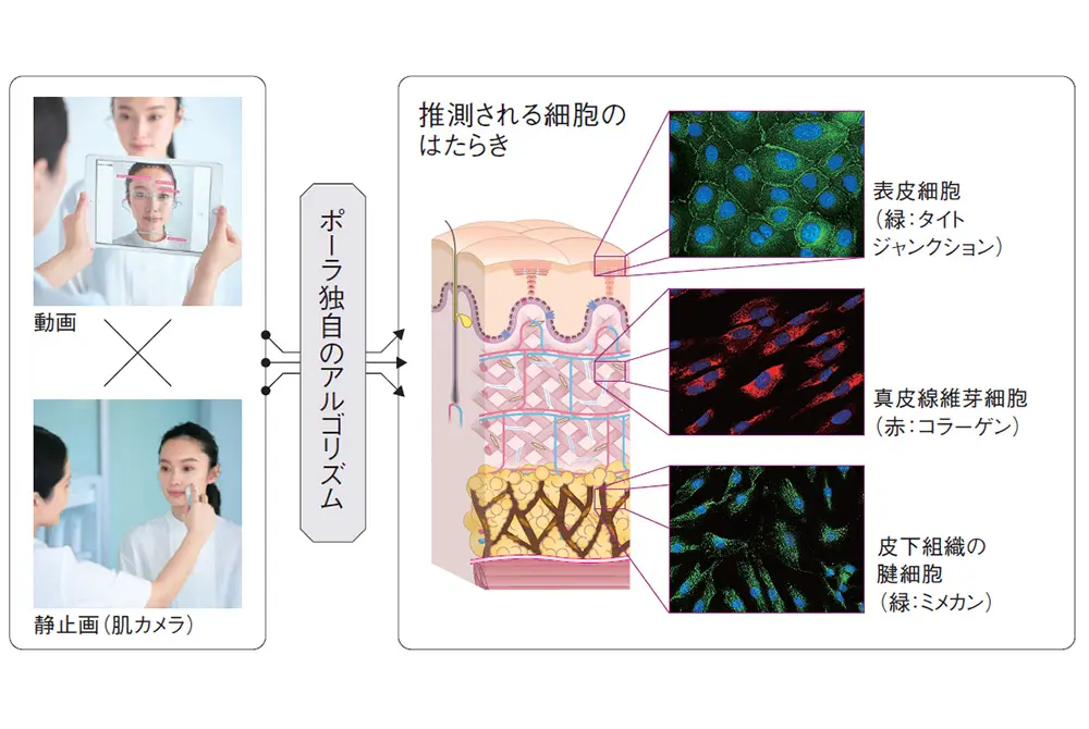 肌を撮影した動画や画像を分析。（出典／ポーラ）