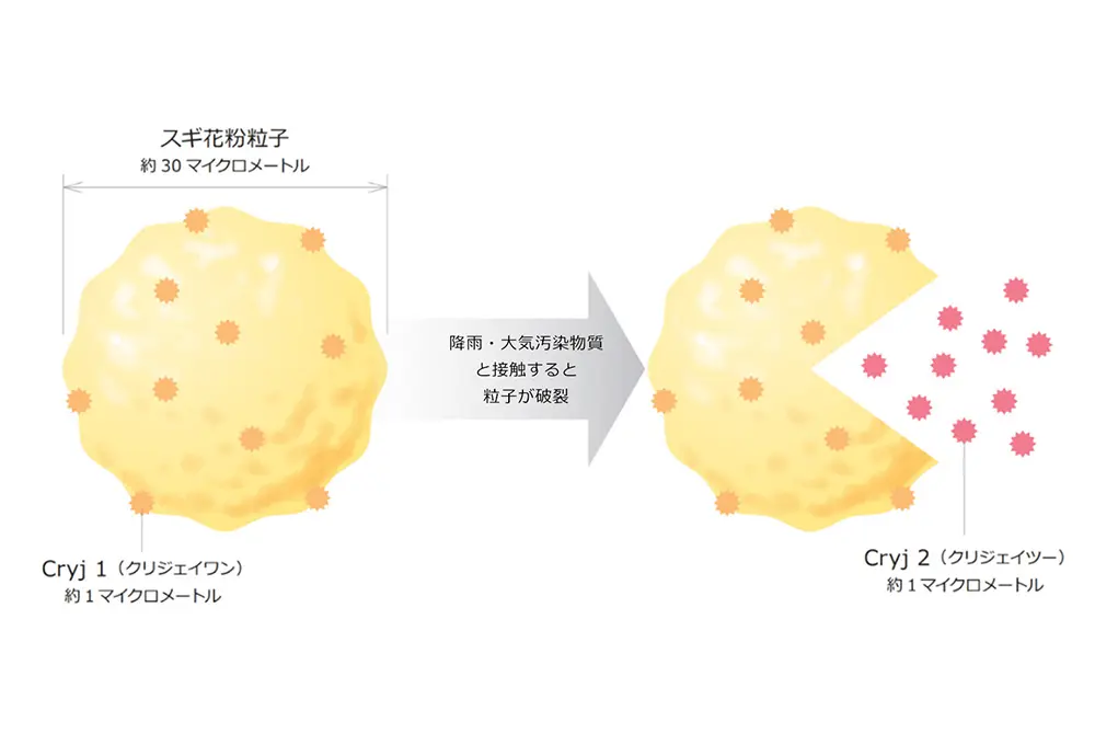 花粉が破裂してCryJ2が出てくる。（出典／富士フイルム）