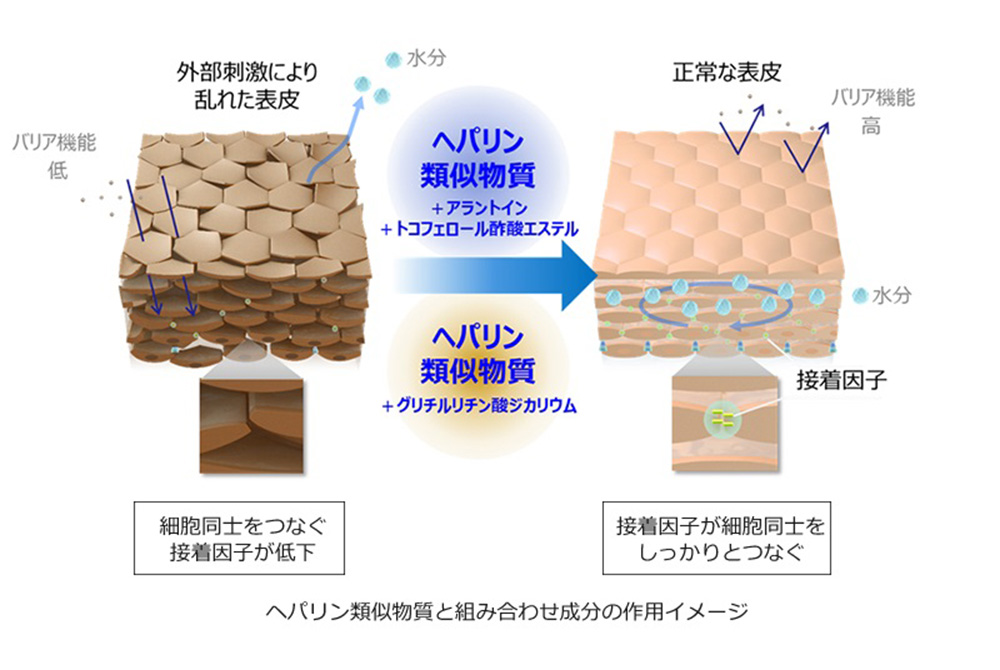 表皮に対するヘパリン類似物質の作用を検証。（出典／大正製薬）